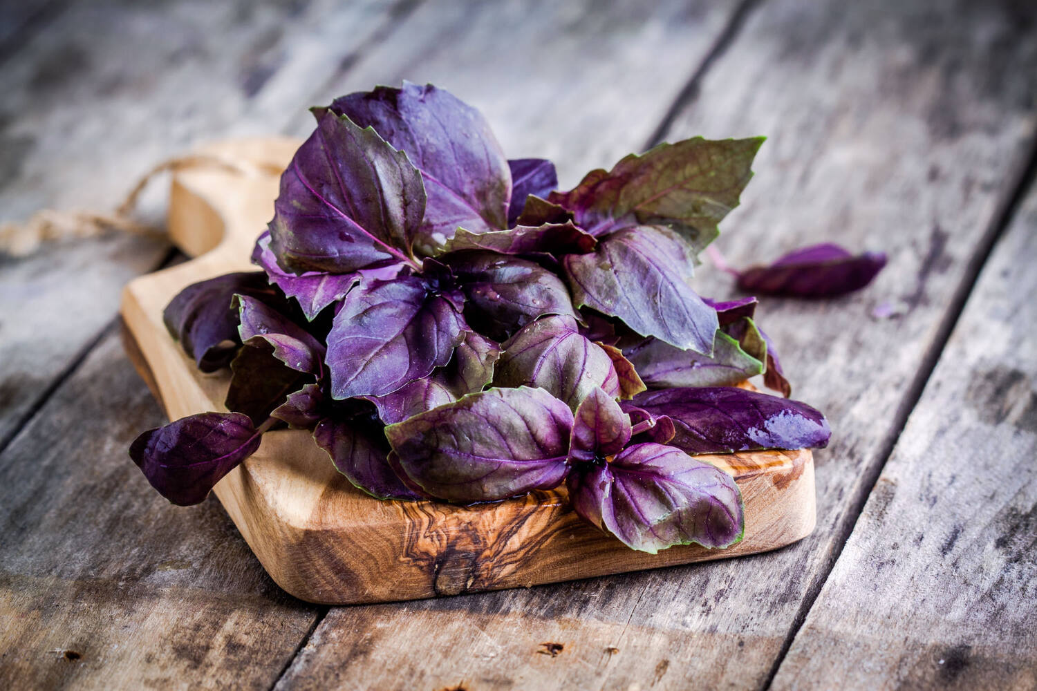 BIO basilicum rood in pot doos 2st stuk 2